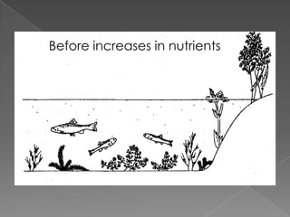 Before increases in nutrients:Before increases in nutrients:
 