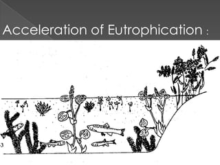 Acceleration of Eutrophication :
 