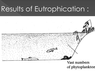 Results of Eutrophication :
 