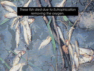 These fish died due to Eutrophication
removing the oxygen.
 