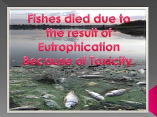 Eutrophication  ppt