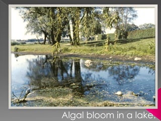 Photo 1: Algal bloom in a lake.
Algal bloom in a lake.
 