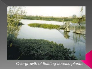 : Overgrowth of floating aquatic plants.
 