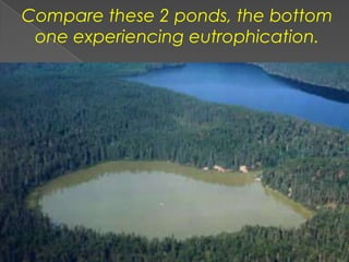 Compare these 2 ponds, the bottom
one experiencing eutrophication.
 