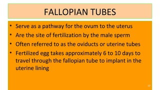 FALLOPIAN TUBES
• Serve as a pathway for the ovum to the uterus
• Are the site of fertilization by the male sperm
• Often referred to as the oviducts or uterine tubes
• Fertilized egg takes approximately 6 to 10 days to
travel through the fallopian tube to implant in the
uterine lining
17
 