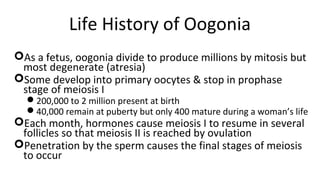 22
Life History of Oogonia
As a fetus, oogonia divide to produce millions by mitosis but
most degenerate (atresia)
Some develop into primary oocytes & stop in prophase
stage of meiosis I
200,000 to 2 million present at birth
40,000 remain at puberty but only 400 mature during a woman’s life
Each month, hormones cause meiosis I to resume in several
follicles so that meiosis II is reached by ovulation
Penetration by the sperm causes the final stages of meiosis
to occur
 