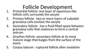 24
Follicle Development
1. Primordial follicle: one layer of squamous-like
follicle cells surrounds the oocyte
2. Primary follicle: two or more layers of cuboidal
granulosa cells enclose the oocyte
3. Secondary follicle: has a fluid-filled space between
granulosa cells that coalesces to form a central
antrum
4. Graafian follicle: secondary follicle at its most
mature stage that bulges from the surface of the
ovary
5. Corpus luteum : ruptured follicle after ovulation
 