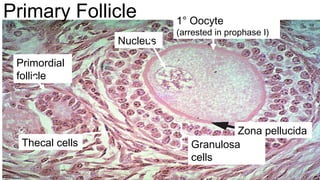 27
Zona pellucida
1° Oocyte
(arrested in prophase I)
Granulosa
cells
Thecal cells
Nucleus
Primordial
follicle
Primary Follicle
 