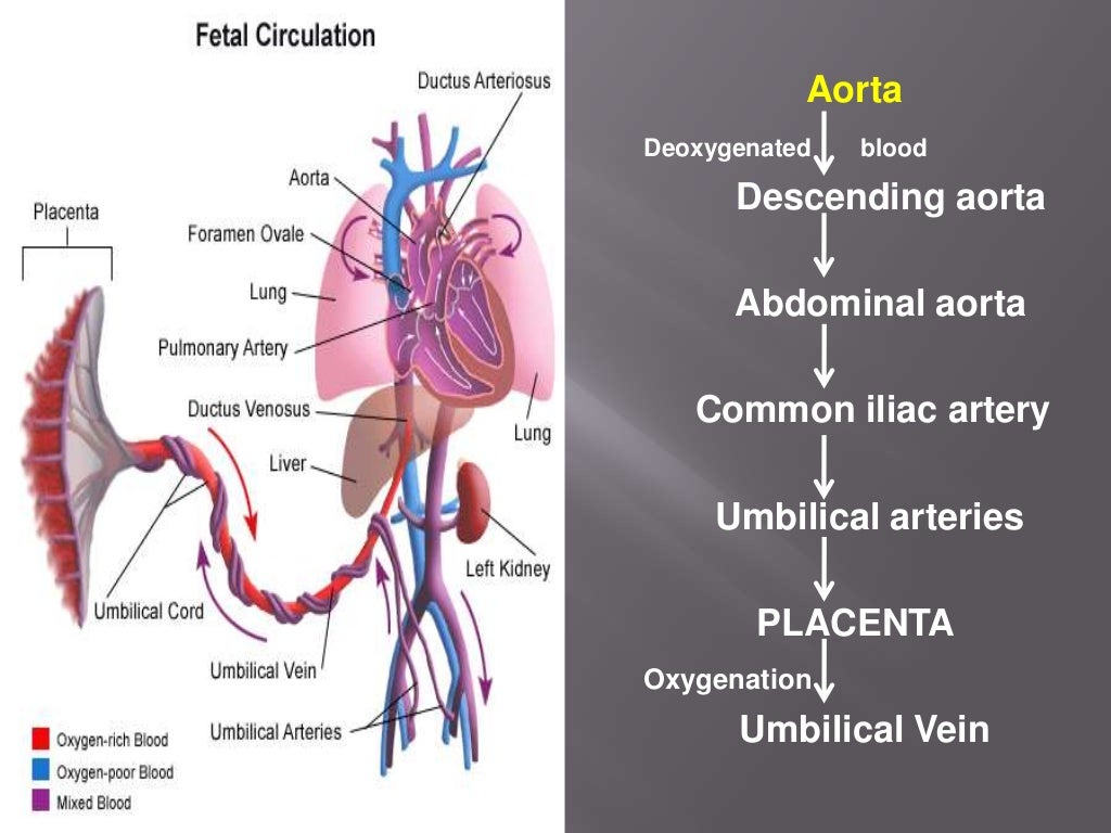 Direction Of Fetal Circulation - Image to u