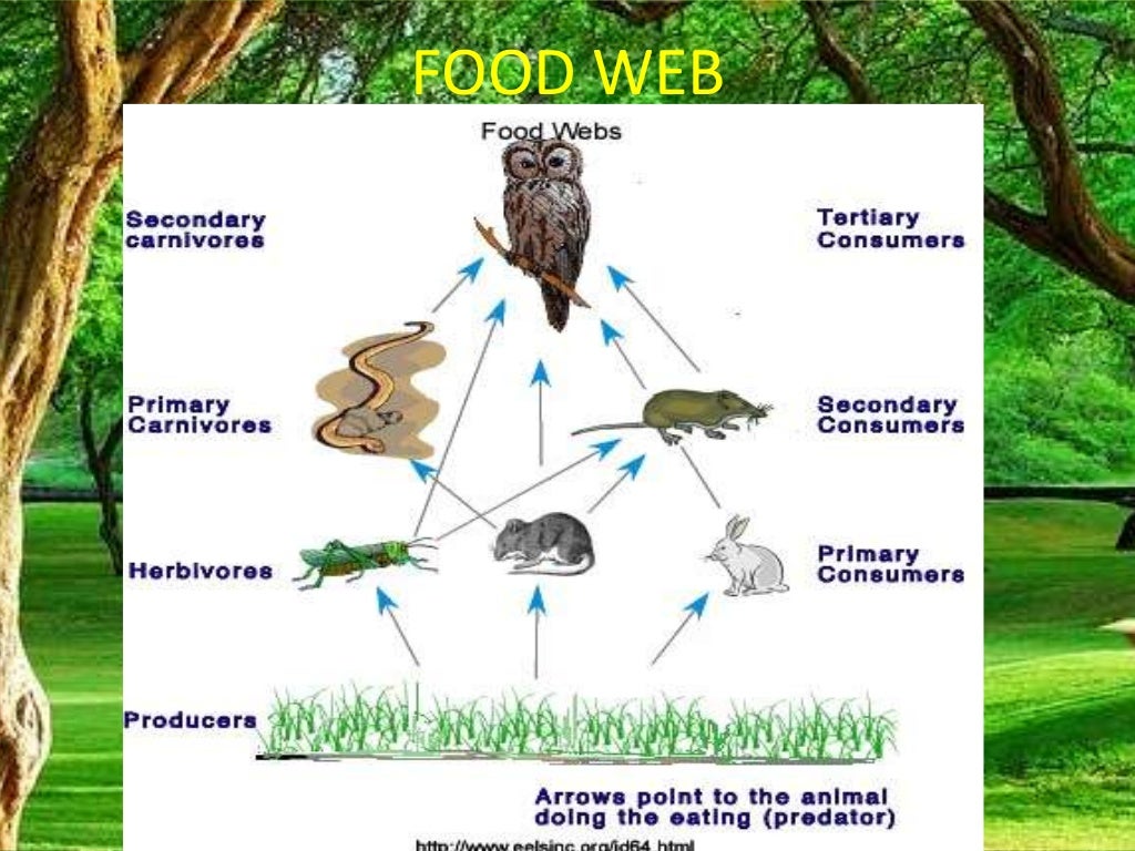 Food chain,food web, forest ecosystem