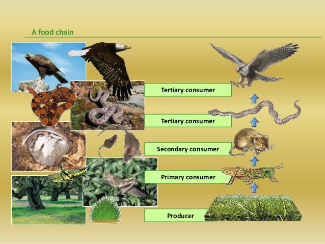 Food webs food chains