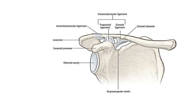 Fracture and dislocation of the shoulder girdle