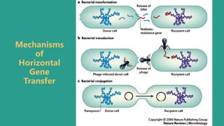 Mechanisms
of
Horizontal
Gene
Transfer
 