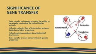 SIGNIFICANCE OF
GENE TRANSFER
• Gene transfer technology provides the ability to
genetically manipulate the cells of higher
animals.
• Helps to maintain flow of information between
bacteria and other organisms.
• Helps in gaining resistance to antimicrobial
treatments.
• Gene transfer provide conservation of genetic
properties.
 