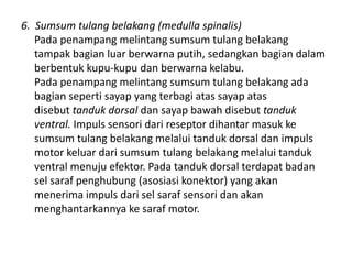 6. Sumsum tulang belakang (medulla spinalis)
Pada penampang melintang sumsum tulang belakang
tampak bagian luar berwarna putih, sedangkan bagian dalam
berbentuk kupu-kupu dan berwarna kelabu.
Pada penampang melintang sumsum tulang belakang ada
bagian seperti sayap yang terbagi atas sayap atas
disebut tanduk dorsal dan sayap bawah disebut tanduk
ventral. Impuls sensori dari reseptor dihantar masuk ke
sumsum tulang belakang melalui tanduk dorsal dan impuls
motor keluar dari sumsum tulang belakang melalui tanduk
ventral menuju efektor. Pada tanduk dorsal terdapat badan
sel saraf penghubung (asosiasi konektor) yang akan
menerima impuls dari sel saraf sensori dan akan
menghantarkannya ke saraf motor.
 