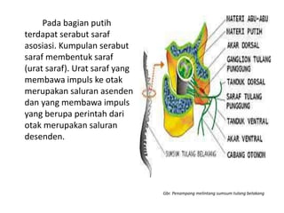 Pada bagian putih
terdapat serabut saraf
asosiasi. Kumpulan serabut
saraf membentuk saraf
(urat saraf). Urat saraf yang
membawa impuls ke otak
merupakan saluran asenden
dan yang membawa impuls
yang berupa perintah dari
otak merupakan saluran
desenden.
Gbr. Penampang melintang sumsum tulang belakang
 