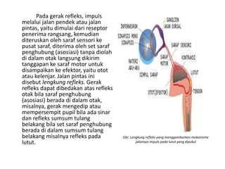 Pada gerak refleks, impuls
melalui jalan pendek atau jalan
pintas, yaitu dimulai dari reseptor
penerima rangsang, kemudian
diteruskan oleh saraf sensori ke
pusat saraf, diterima oleh set saraf
penghubung (asosiasi) tanpa diolah
di dalam otak langsung dikirim
tanggapan ke saraf motor untuk
disampaikan ke efektor, yaitu otot
atau kelenjar. Jalan pintas ini
disebut lengkung refleks. Gerak
refleks dapat dibedakan atas refleks
otak bila saraf penghubung
(asosiasi) berada di dalam otak,
misalnya, gerak mengedip atau
mempersempit pupil bila ada sinar
dan refleks sumsum tulang
belakang bila set saraf penghubung
berada di dalam sumsum tulang
belakang misalnya refleks pada
lutut.
Gbr. Lengkung refleks yang menggambarkan mekanisme
jalannya impuls pada lutut yang dipukul
 