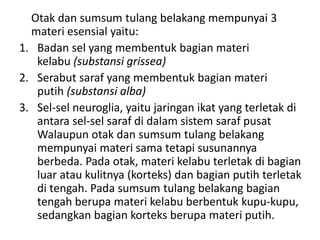 Otak dan sumsum tulang belakang mempunyai 3
materi esensial yaitu:
1. Badan sel yang membentuk bagian materi
kelabu (substansi grissea)
2. Serabut saraf yang membentuk bagian materi
putih (substansi alba)
3. Sel-sel neuroglia, yaitu jaringan ikat yang terletak di
antara sel-sel saraf di dalam sistem saraf pusat
Walaupun otak dan sumsum tulang belakang
mempunyai materi sama tetapi susunannya
berbeda. Pada otak, materi kelabu terletak di bagian
luar atau kulitnya (korteks) dan bagian putih terletak
di tengah. Pada sumsum tulang belakang bagian
tengah berupa materi kelabu berbentuk kupu-kupu,
sedangkan bagian korteks berupa materi putih.
 