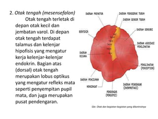 2. Otak tengah (mesensefalon)
Otak tengah terletak di
depan otak kecil dan
jembatan varol. Di depan
otak tengah terdapat
talamus dan kelenjar
hipofisis yang mengatur
kerja kelenjar-kelenjar
endokrin. Bagian atas
(dorsal) otak tengah
merupakan lobus optikus
yang mengatur refleks mata
seperti penyempitan pupil
mata, dan juga merupakan
pusat pendengaran.
Gbr. Otak dan kegiatan-kegiatan yang dikontrolnya
 