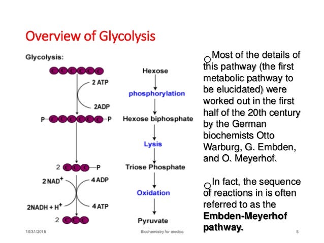 Glycolysis