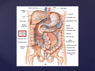 Gross anatomy of the jejunum , including blood and nerve supply, venous and lymphatic drainage.