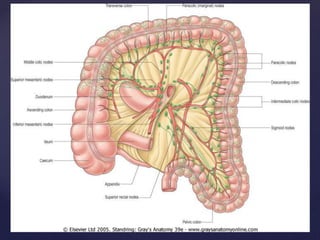 Gross anatomy of the jejunum , including blood and nerve supply, venous and lymphatic drainage.