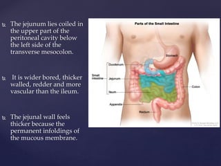  The jejunum lies coiled in
the upper part of the
peritoneal cavity below
the left side of the
transverse mesocolon.
 It is wider bored, thicker
walled, redder and more
vascular than the ileum.
 The jejunal wall feels
thicker because the
permanent infoldings of
the mucous membrane.
 