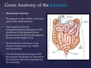 Gross Anatomy of the Jejunum .
• Macroscopic anatomy :
• The jejunum is the middle of the three
parts of the small intestine.
• The transition from the
extraperitoneal ascending part of the
duodenum to the intraperitoneal
jejunum occurs at the duodenojejunal
flexure (at the height of L2).
• The transition to the ileum is not
sharply marked and only visible
microscopically.
• Like all intraperitoneal organs both
the jejunum and ileum are attached to
the posterior wall of the abdomen by
the mesentery.
 