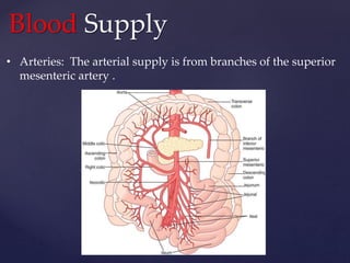 Blood Supply
• Arteries: The arterial supply is from branches of the superior
mesenteric artery .
 