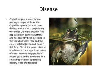 Growling grass frog | PPT