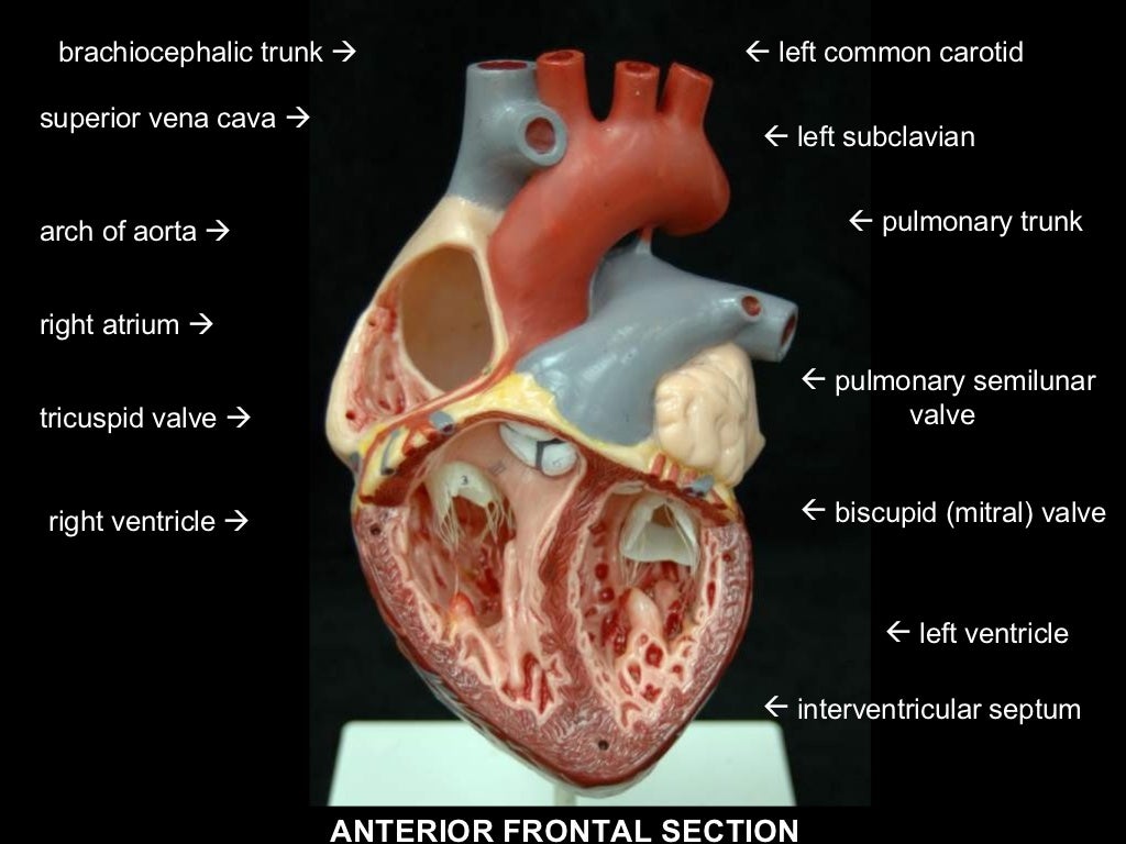 Heart without labels