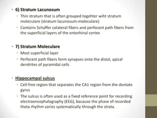 • 6) Stratum Lacunosum
  • Thin stratum that is often grouped togehter wiht stratum
    moleculare (stratum lacunosum-moleculare)
  • Contains Schaffer colateral fibers and perforant path fibers from
    the superficial layers of the entorhinal cortex


• 7) Stratum Moleculare
  • Most superficial layer
  • Perforant path fibers form synapses onto the distal, apical
    dendrites of pyramidal cells


• Hippocampal sulcus
  • Cell-free region that separates the CA1 region from the dentate
    gyrus
  • The sulcus is often used as a fixed reference point for recording
    electroencephalography (EEG), bacause the phase of recorded
    theta rhythm varies systematically through the strata.
 