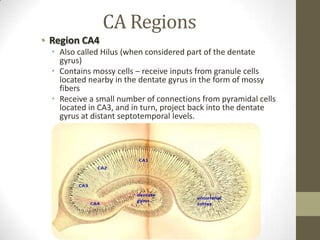 CA Regions
• Region CA4
  • Also called Hilus (when considered part of the dentate
    gyrus)
  • Contains mossy cells – receive inputs from granule cells
    located nearby in the dentate gyrus in the form of mossy
    fibers
  • Receive a small number of connections from pyramidal cells
    located in CA3, and in turn, project back into the dentate
    gyrus at distant septotemporal levels.
 