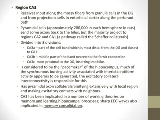 • Region CA3
  • Receives input along the mossy fibers from granule cells in the DG
    and from projections cells in entorhinal cortex along the perforant
    path
  • Pyramidal cells (approximately 200,000 in each hemisphere in rats)
    send some axons back to the hilus, but the majority project to
    regions CA2 and CA1 (a pathway called the Schaffer collaterals)
  • Divided into 3 divisions:
     • CA3a – part of the cell band which is most distal from the DG and closest
       to CA1
     • CA3b – middle part of the band nearest to the fornix connection
     • CA3c- most proximal to the DG, inserting into hilus
  • Is considered to be the “pacemaker” of the hippocampus, much of
    the synchronous bursing activity associated with interictaleptiform
    activity apperars to be generated, the excitatory collateral
    interconnectivity is responsible for this
  • Has pyramidal axon collateralsramifying extensively with local region
    and making excitatory contacts with neighbors
  • CA3 has been implicated in a number of working theories on
    memory and learning hippocampal processes; sharp EEG waves also
    implicated in memory consolidation.
 