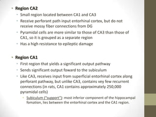 • Region CA2
  • Small region located between CA1 and CA3
  • Receive perforant path input entorhinal cortex, but do not
    receive mossy fiber connections from DG
  • Pyramidal cells are more similar to those of CA3 than those of
    CA1, so it is grouped as a separate region
  • Has a high resistance to epileptic damage


• Region CA1
  • First region that yields a significant output pathway
  • Sends significant output foward to the subiculum
  • Like CA3, receives input from superficial entorhinal cortex along
    perforant pathway, but unlike CA3, contains vey few recurrent
    connections (in rats, CA1 contains approximately 250,000
    pyramidal cells)
     • Subiculum (“support”): most inferior component of the hippocampal
       fomation, lies between the entorhinal cortex and the CA1 region.
 