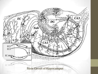 Basic Circuit of Hippocampus
 