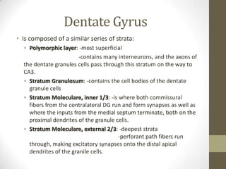 Dentate Gyrus
• Is composed of a similar series of strata:
  • Polymorphic layer: -most superficial
                        -contains many interneurons, and the axons of
  the dentate granules cells pass through this stratum on the way to
  CA3.
  • Stratum Granulosum: -contains the cell bodies of the dentate
    granule cells
  • Stratum Moleculare, inner 1/3: -is where both commissural
    fibers from the contralateral DG run and form synapses as well as
    where the inputs from the medial septum terminate, both on the
    proximal dendrites of the granule cells.
  • Stratum Moleculare, external 2/3: -deepest strata
                                       -perforant path fibers run
    through, making excitatory synapses onto the distal apical
    dendrites of the granile cells.
 