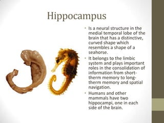 Hippocampus
      • Is a neural structure in the
        medial temporal lobe of the
        brain that has a distinctive,
        curved shape which
        resembles a shape of a
        seahorse.
      • It belongs to the limbic
        system and plays important
        roles in the consolidation of
        information from short-
        therm memory to long-
        therm memory and spatial
        navigation.
      • Humans and other
        mammals have two
        hippocampi, one in each
        side of the brain.
 