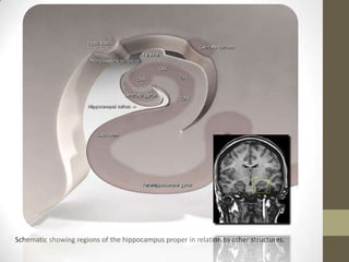 Schematic showing regions of the hippocampus proper in relation to other structures.
 