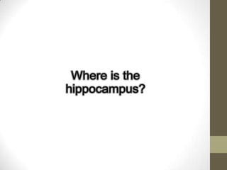 Hippocampus