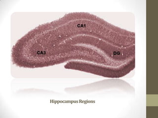 Hippocampus Regions
 