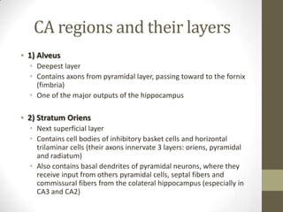 CA regions and their layers
• 1) Alveus
  • Deepest layer
  • Contains axons from pyramidal layer, passing toward to the fornix
    (fimbria)
  • One of the major outputs of the hippocampus

• 2) Stratum Oriens
  • Next superficial layer
  • Contains cell bodies of inhibitory basket cells and horizontal
    trilaminar cells (their axons innervate 3 layers: oriens, pyramidal
    and radiatum)
  • Also contains basal dendrites of pyramidal neurons, where they
    receive input from others pyramidal cells, septal fibers and
    commissural fibers from the colateral hippocampus (especially in
    CA3 and CA2)
 