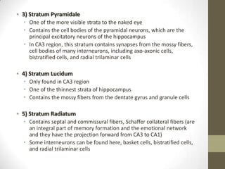 • 3) Stratum Pyramidale
  • One of the more visible strata to the naked eye
  • Contains the cell bodies of the pyramidal neurons, which are the
    principal excitatory neurons of the hippocampus
  • In CA3 region, this stratum contains synapses from the mossy fibers,
    cell bodies of many interneurons, including axo-axonic cells,
    bistratified cells, and radial trilaminar cells

• 4) Stratum Lucidum
  • Only found in CA3 region
  • One of the thinnest strata of hippocampus
  • Contains the mossy fibers from the dentate gyrus and granule cells

• 5) Stratum Radiatum
  • Contains septal and commissural fibers, Schaffer collateral fibers (are
    an integral part of memory formation and the emotional network
    and they have the projection forward from CA3 to CA1)
  • Some interneurons can be found here, basket cells, bistratified cells,
    and radial trilaminar cells
 