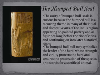 The Humped Bull Seal 
•The rarity of humped bull seals is 
curious because the humped bull is a 
recurring theme in many of the ritual 
and decorative arts of the Indus region, 
appearing on painted pottery and as 
figurines long before the rise of cities 
and continuing on into later historical 
times. 
•The humped bull bull may symbolize 
the leader of the herd, whose strength 
and virility protects the herd and 
ensures the procreation of the species 
or it stands for a sacrificial animal. 
 