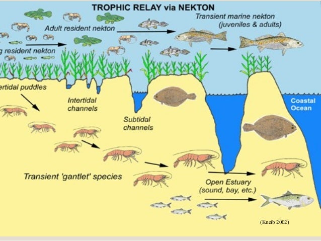 Hoskins lecture: Coastal Citizens - a Brief Primer of the Goergia Coa…