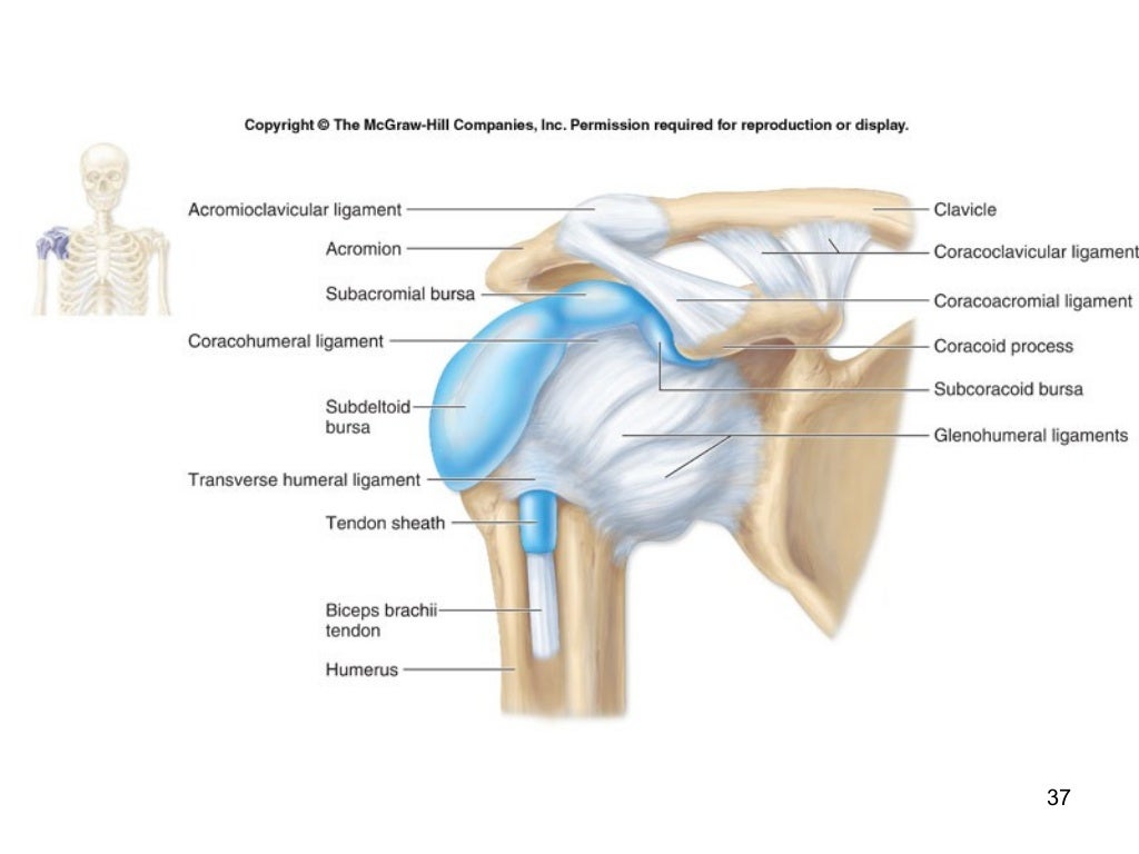 Human anatomy articulations