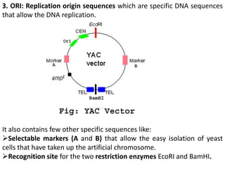 3. ORI: Replication origin sequences which are specific DNA sequences 
that allow the DNA replication. 
It also contains few other specific sequences like: 
Selectable markers (A and B) that allow the easy isolation of yeast 
cells that have taken up the artificial chromosome. 
Recognition site for the two restriction enzymes EcoRI and BamHI. 
 