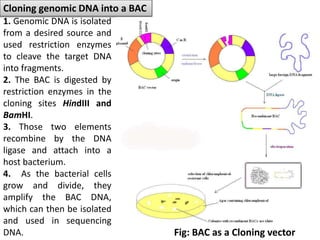 Cloning genomic DNA into a BAC 
Fig: BAC as a Cloning vector 
1. Genomic DNA is isolated 
from a desired source and 
used restriction enzymes 
to cleave the target DNA 
into fragments. 
2. The BAC is digested by 
restriction enzymes in the 
cloning sites HindIII and 
BamHI. 
3. Those two elements 
recombine by the DNA 
ligase and attach into a 
host bacterium. 
4. As the bacterial cells 
grow and divide, they 
amplify the BAC DNA, 
which can then be isolated 
and used in sequencing 
DNA. 
 