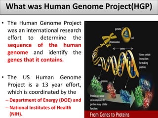 What was Human Genome Project(HGP) 
• The Human Genome Project 
was an international research 
effort to determine the 
sequence of the human 
genome and identify the 
genes that it contains. 
• The US Human Genome 
Project is a 13 year effort, 
which is coordinated by the 
– Department of Energy (DOE) and 
– National Institutes of Health 
(NIH). 
 