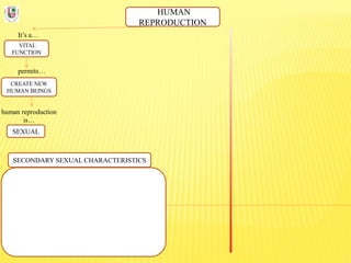 HUMAN
REPRODUCTION
It’s a…
VITAL
FUNCTION
permits…
CREATE NEW
HUMAN BEINGS
human reproduction
is…
SEXUAL
SECONDARY SEXUAL CHARACTERISTICS
 